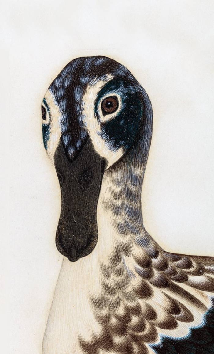 Watercolor of a rather sassy duck head