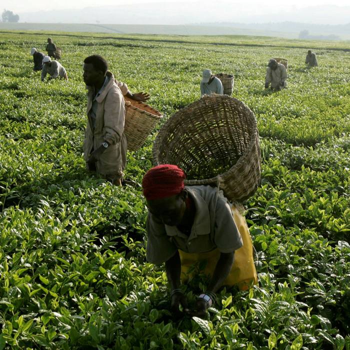 Workers pick tea at a plantation outside Kericho