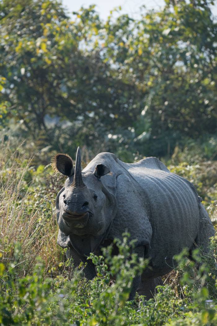 A large dark grey one-horned rhino heading towards the camera