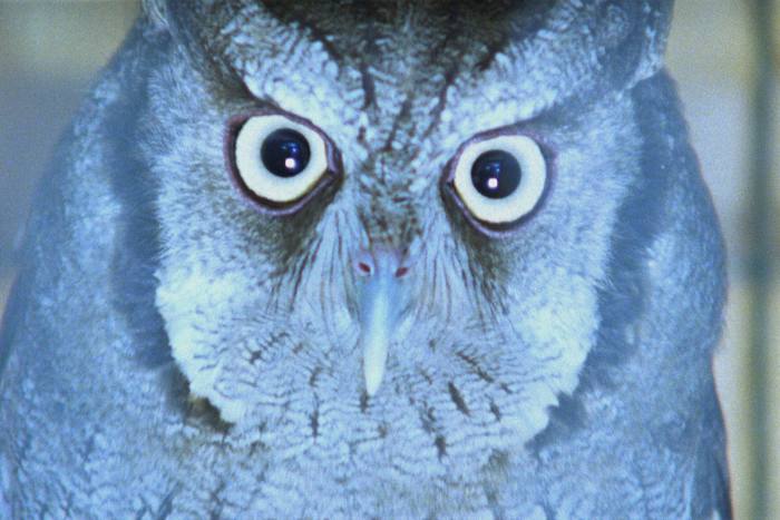 Close-up of an owl's face in a blue pigment