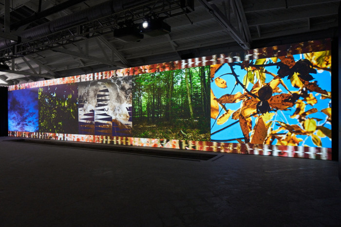 Una pared larga con proyecciones de video, como un claro del bosque y hojas amarillas.