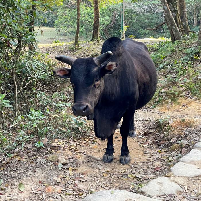 The cattle roaming through Sai Kung Country Park might well be your only companions on part of the route