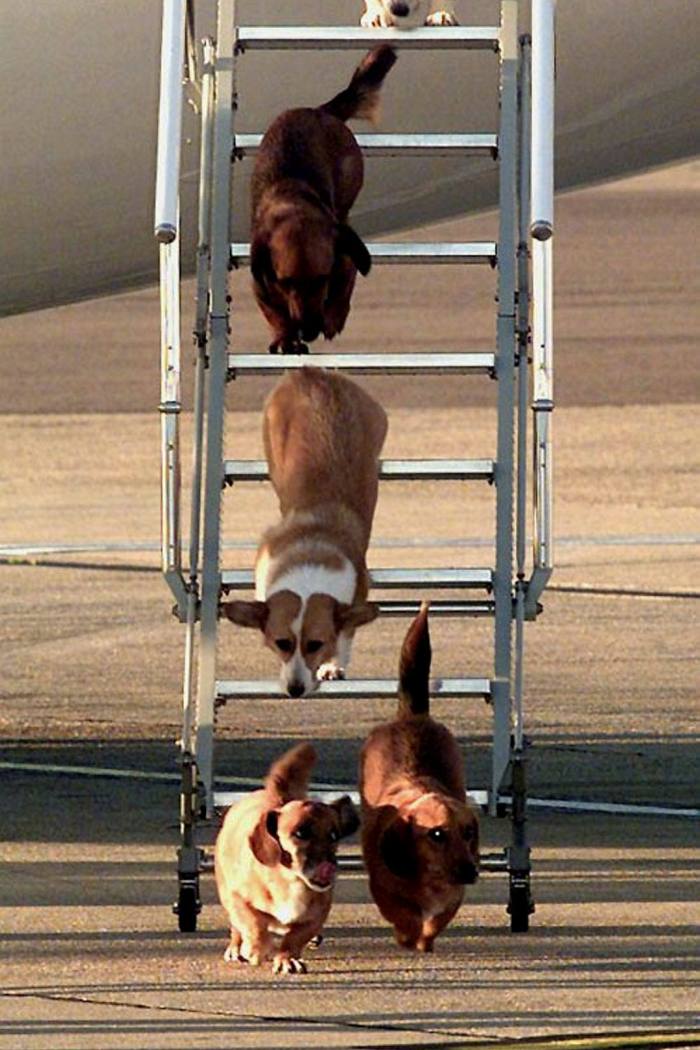 Four of the royal dogs descend the steps from an airplane