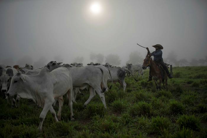 A cowboy leads a herd of cattle to designated pastures as part of a strategy to reduce the required area for the animals at the Marupiara farm in the city of Tailandia, Para state