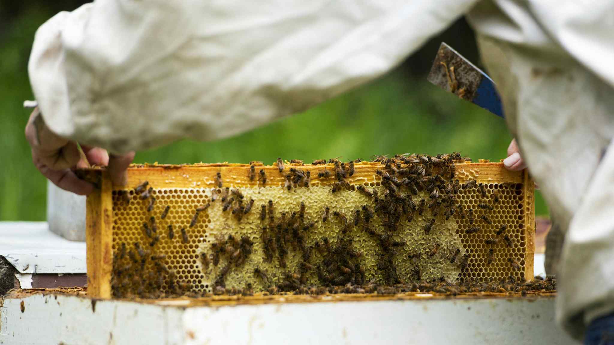 Australia locks down honey bees to protect critical industry from parasite