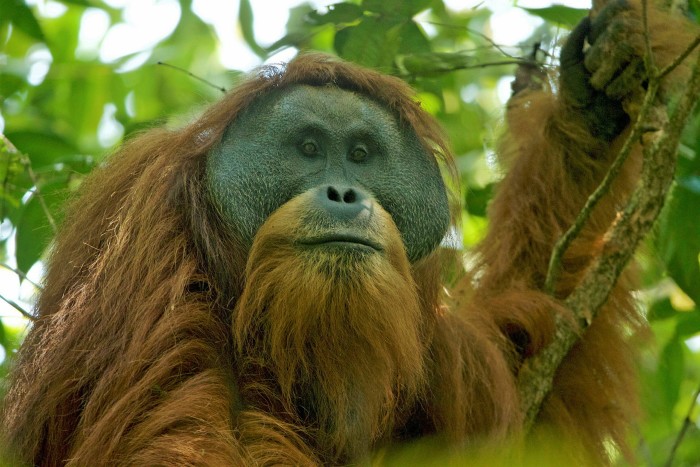 A Tapanuli orangutan