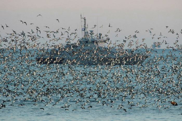 Rus Donanmasına ait bir gemi, Kırım, Sivastopol Karadeniz limanında bir kuş sürüsünün arasından görülüyor 16 Şubat 2022
