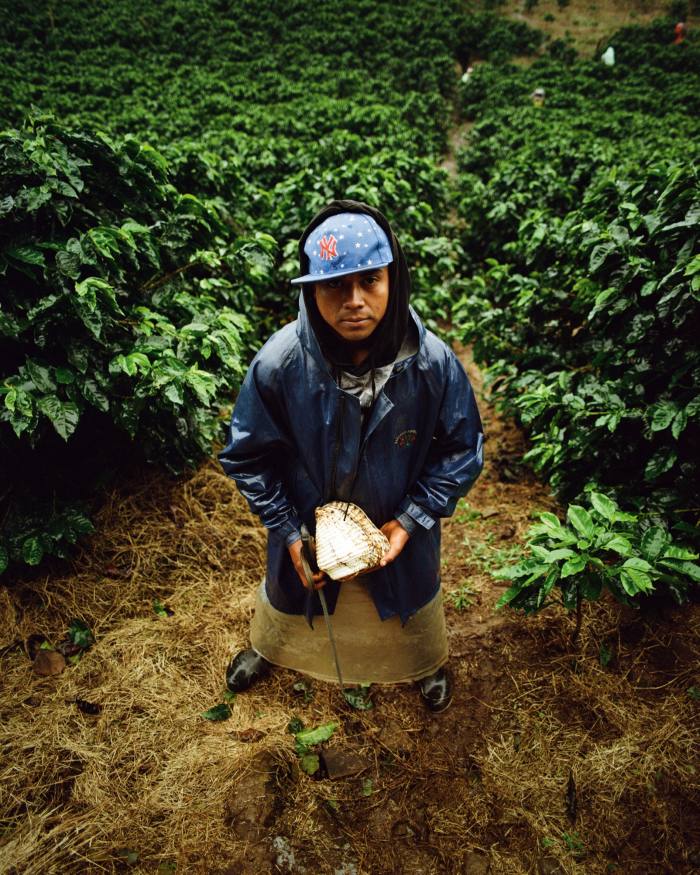 A coffee harvester at La Cumplida plantation, Matagalpa