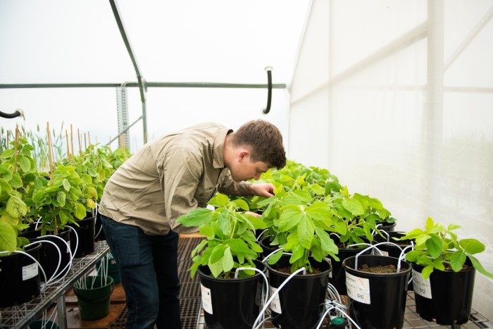 Loam’s Christopher Shafto works at the company’s greenhouse facility in New South Wales. Scepticism about microbial products remains strong among mainstream growers
