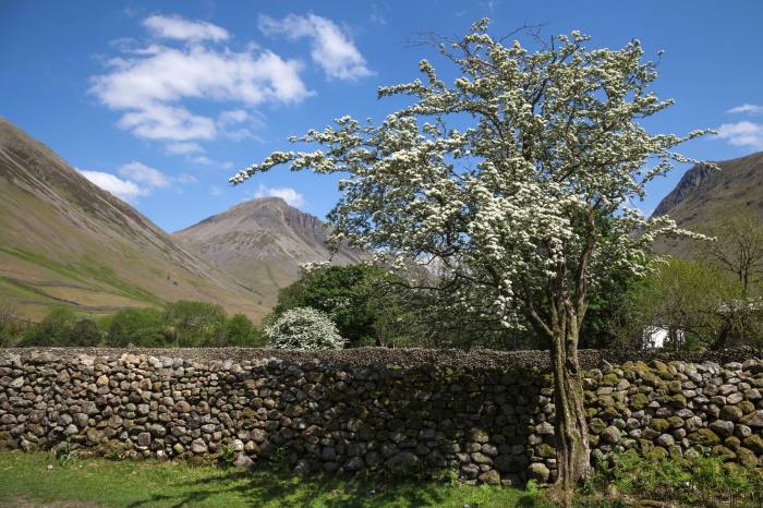 A native hawthorn tree, Cumbria