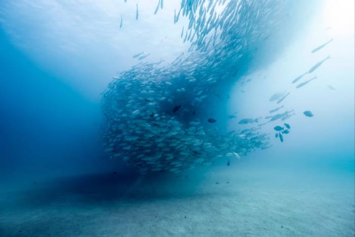 A school of fish in Cabo Pulmo National Marine Park, Mexico