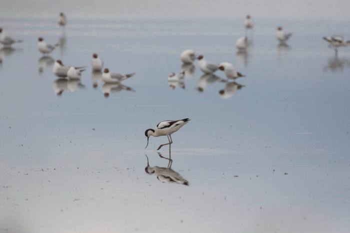 Avocets are refelected in the surface of shallow waters in the wetlands