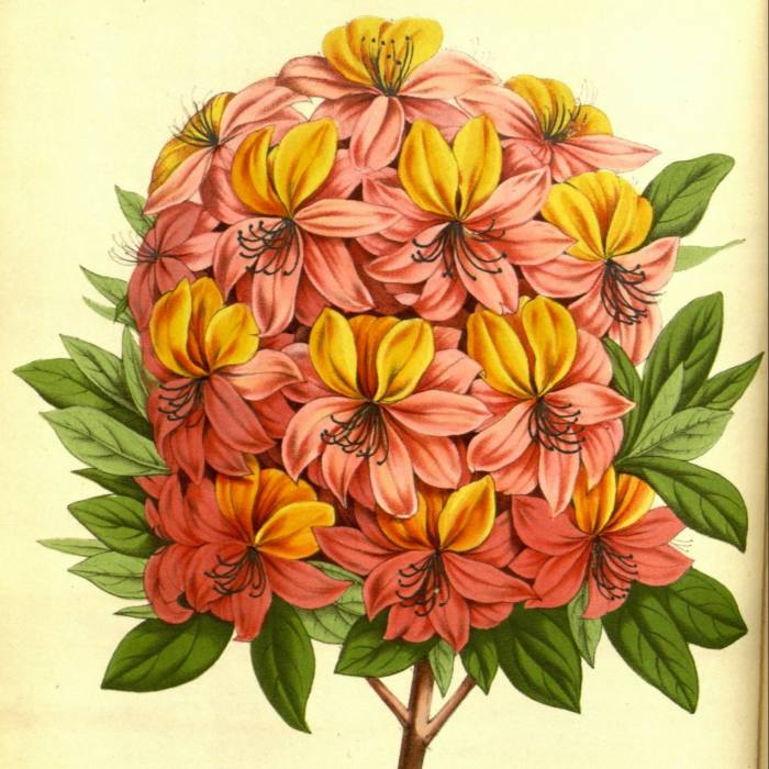 Illustration shows a dense pink and yellow flower head