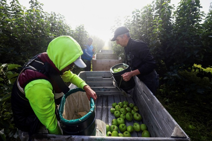 Fruit pickers empty Bramley apples into a crate at a farm in Coxheath. Labour shortages and the apparent recovery in spending generated the tilt towards being more aggressive with interest rates