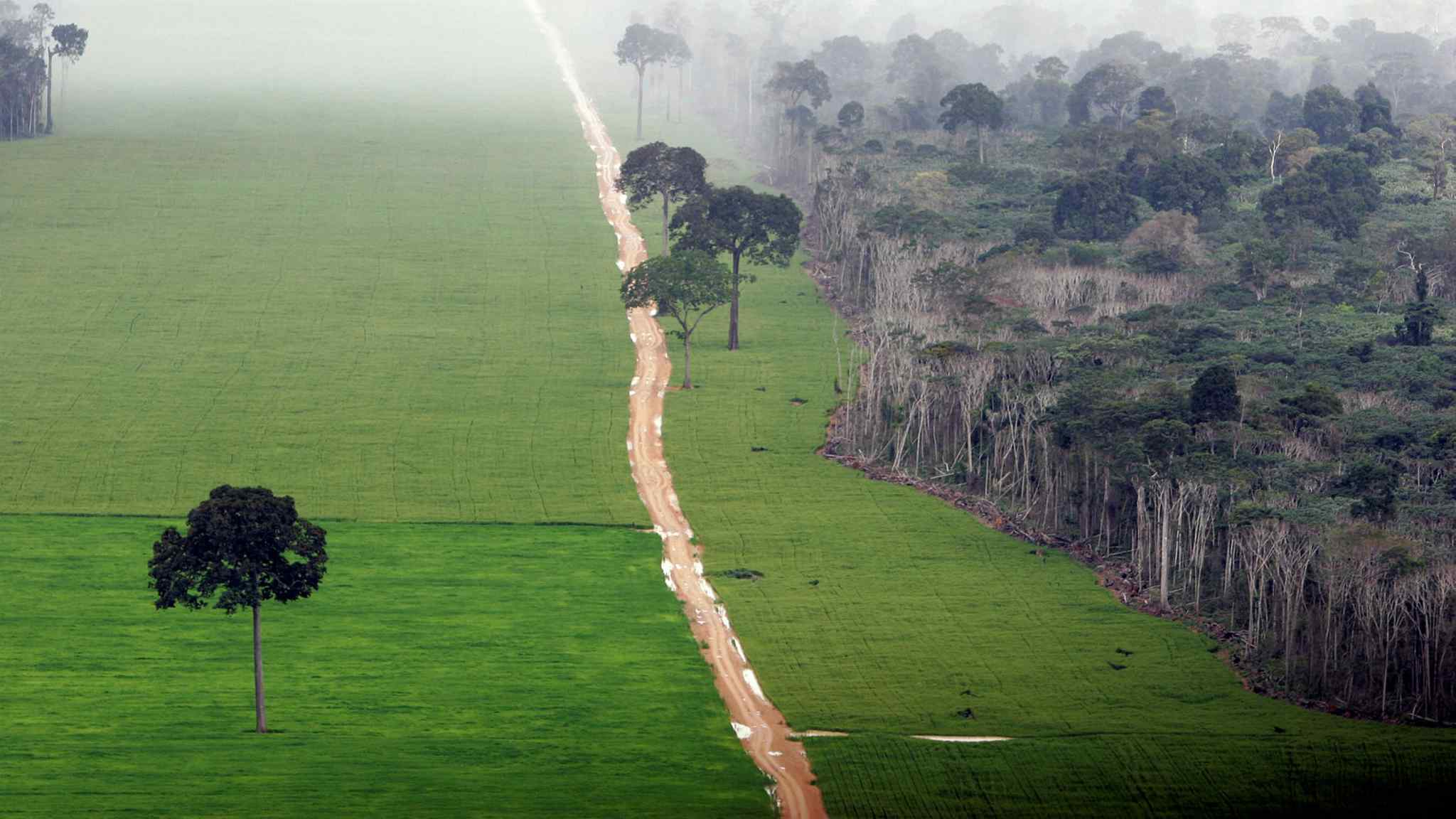 Storebrand urges agricultural traders to act on Brazil deforestation risk 