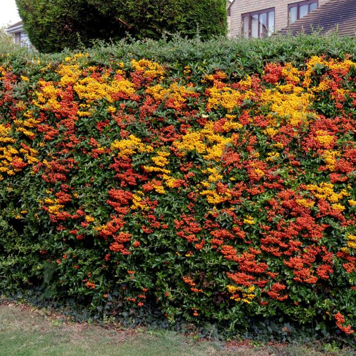 Hedge of Mixed Pyracantha