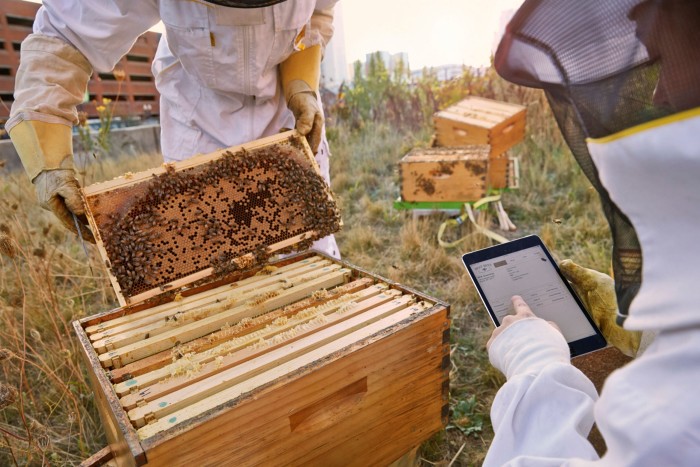 Beekeepers attending to a hive
