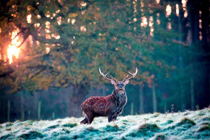 A stag deer stands on frost-covered grass at Fountains Abbey deer park near Ripon in North Yorkshire, northern England