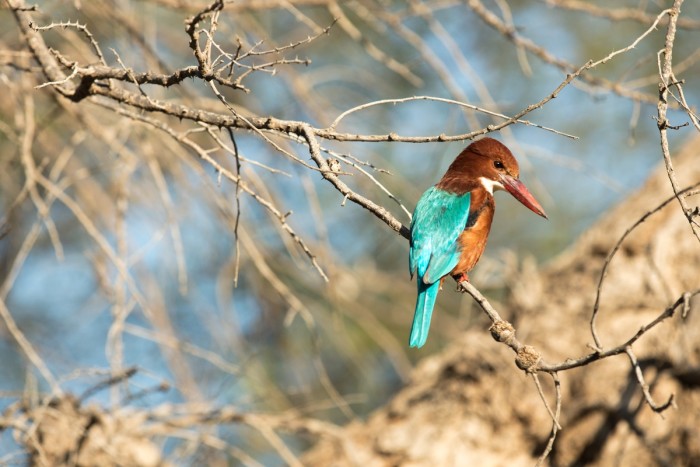 A white-throated kingfisher