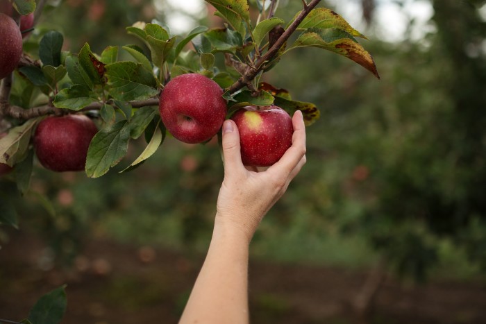 A hand picking some bright red Tutti apples from a tree