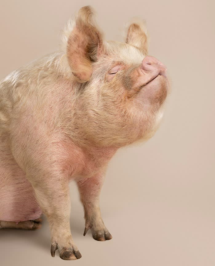 Pig with closed eyes