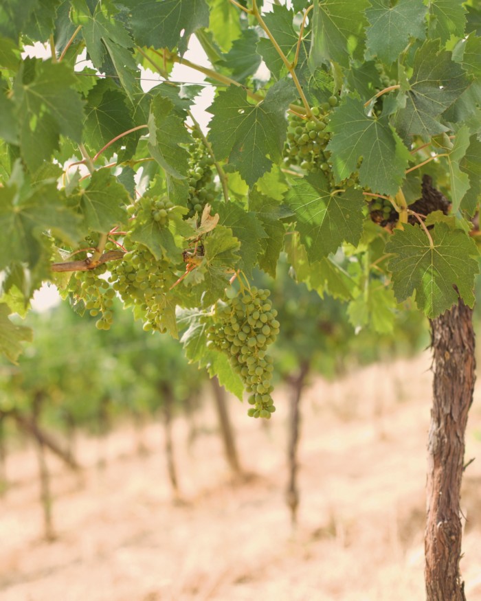 Chardonnay grapes on the estate