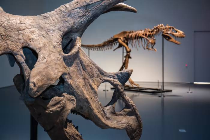 A triceratops skull, $661,500, and a gorgosaurus skeleton