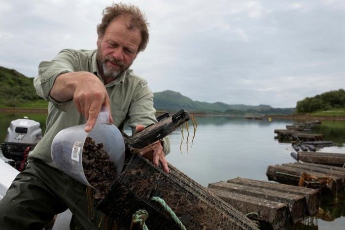 Danny Renton, of Seawilding – a native oysters and seagrass restoration project – empties jugs of baby juvenile oysters into cages in Loch Craignish where they will then grow