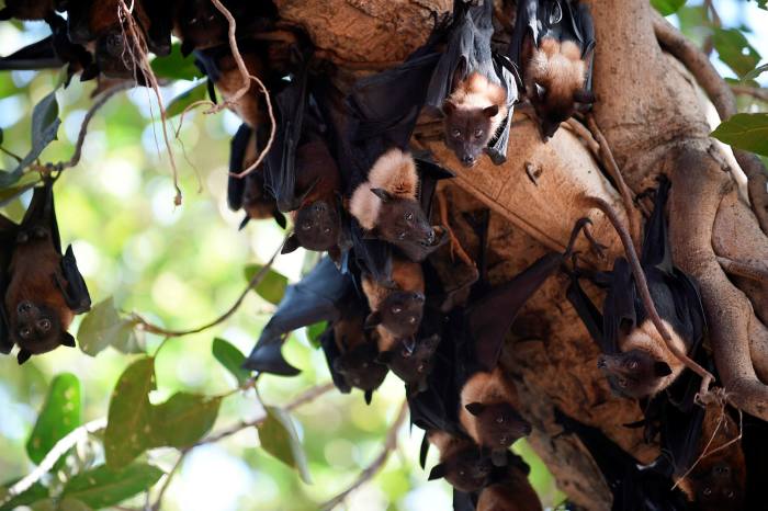 Herd immunity: Bats cling to a Banyan tree due high temperature in Ahmedabad, India