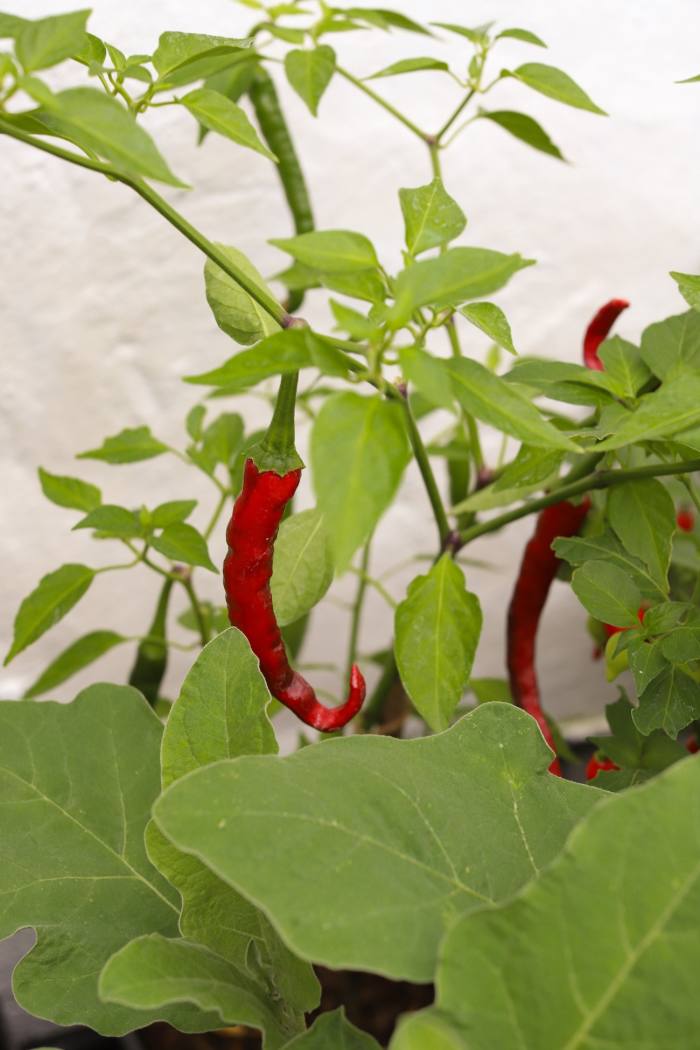 Peppers growing in Luke Farrell's Dorset greenhouse