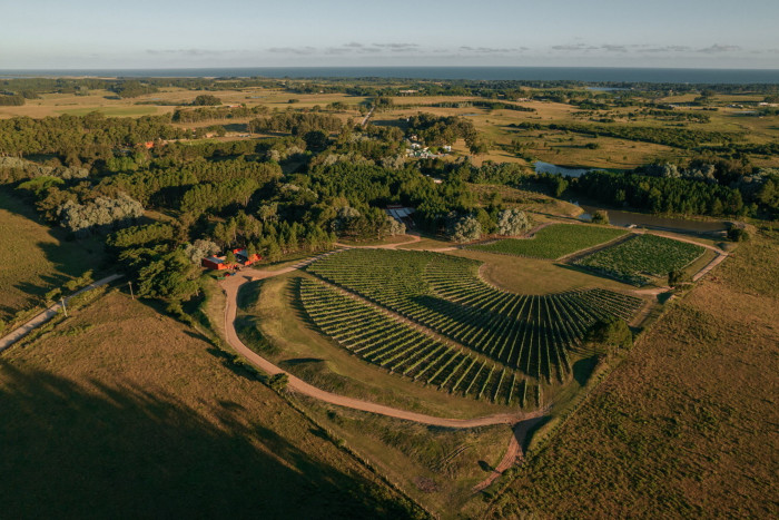 An aerial view of vineyards within a vast open landscape