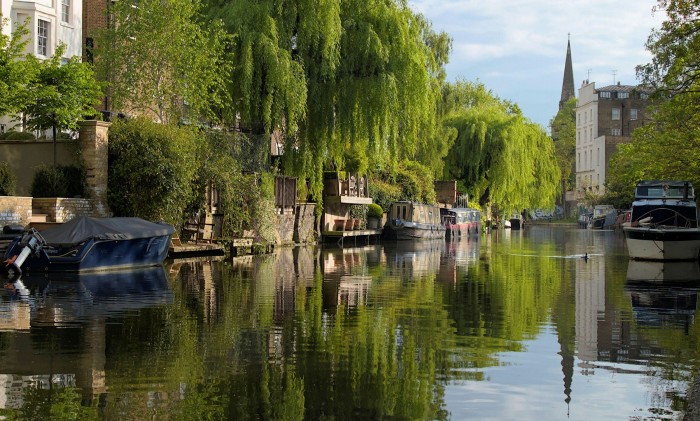 Willow trees bobbing over the Regent’s Canal, with narrowboats dotted along its sides