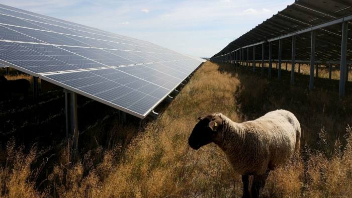 A sheep standing under a row of solar panels 