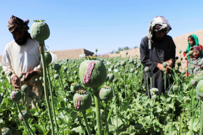 Poppy growers in Afghanistan