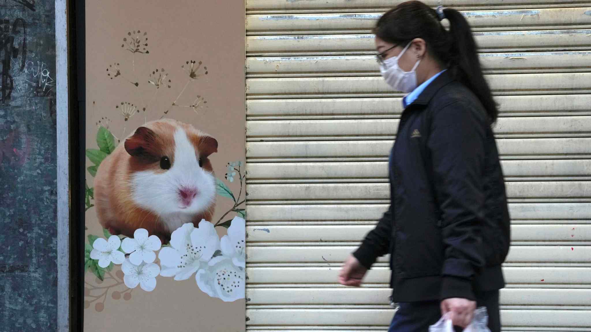 Hong Kong to cull hamsters and quarantine pet store visitors over Covid fears