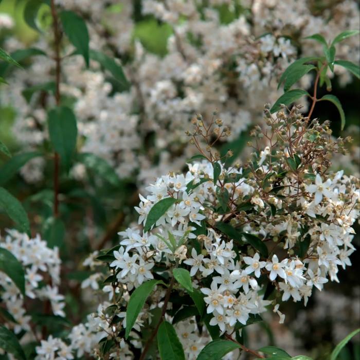 A drizzle of small white flowers among the foliage
