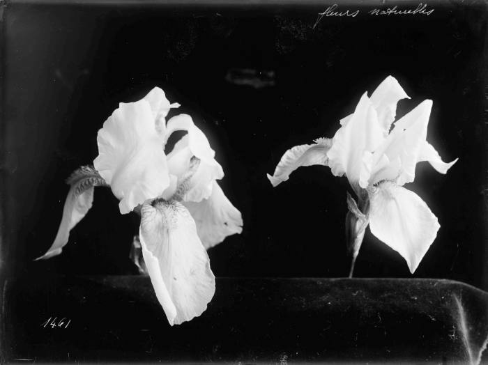 Çiçek fotoğrafçılığı, c1900, Joseph Chaumet