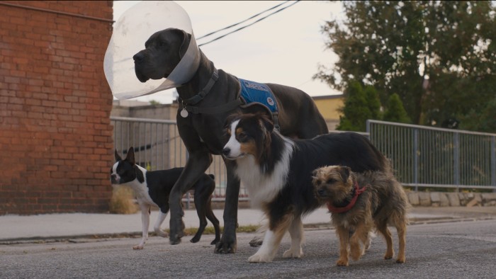 Four dogs of varying sizes walk in a line down a street; one of the dogs is wearing a protective plastic cone around its head