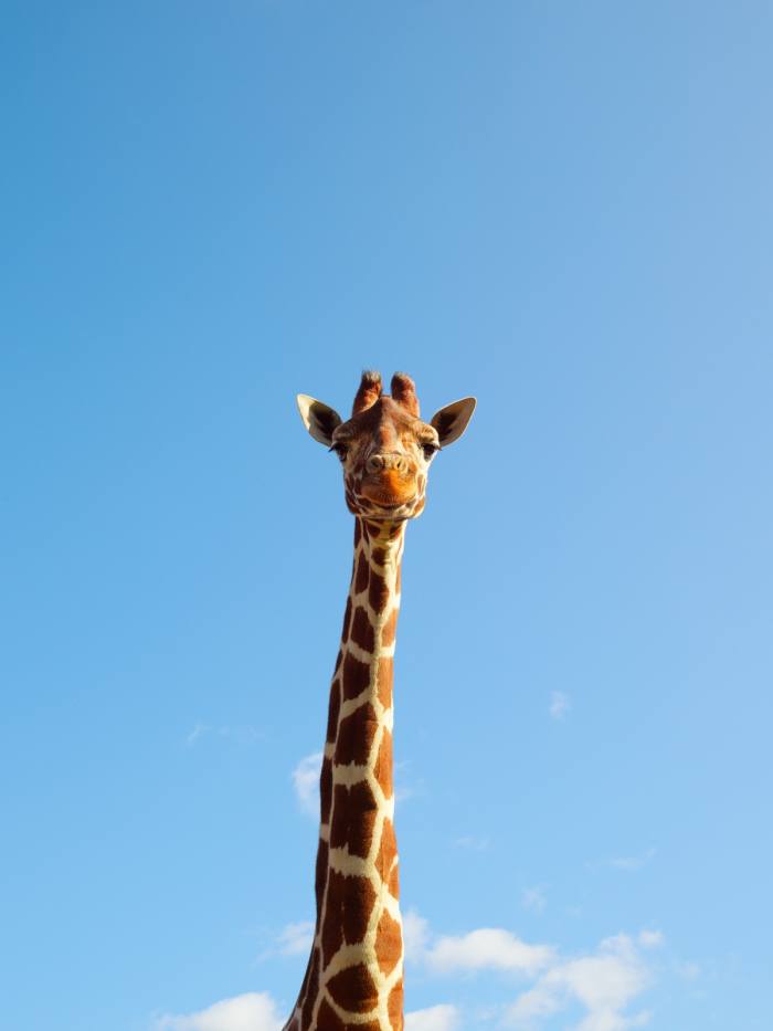 Ijuma is Whipsnade’s oldest giraffe, at 11 years old, and the quickest at stripping the bark off branches