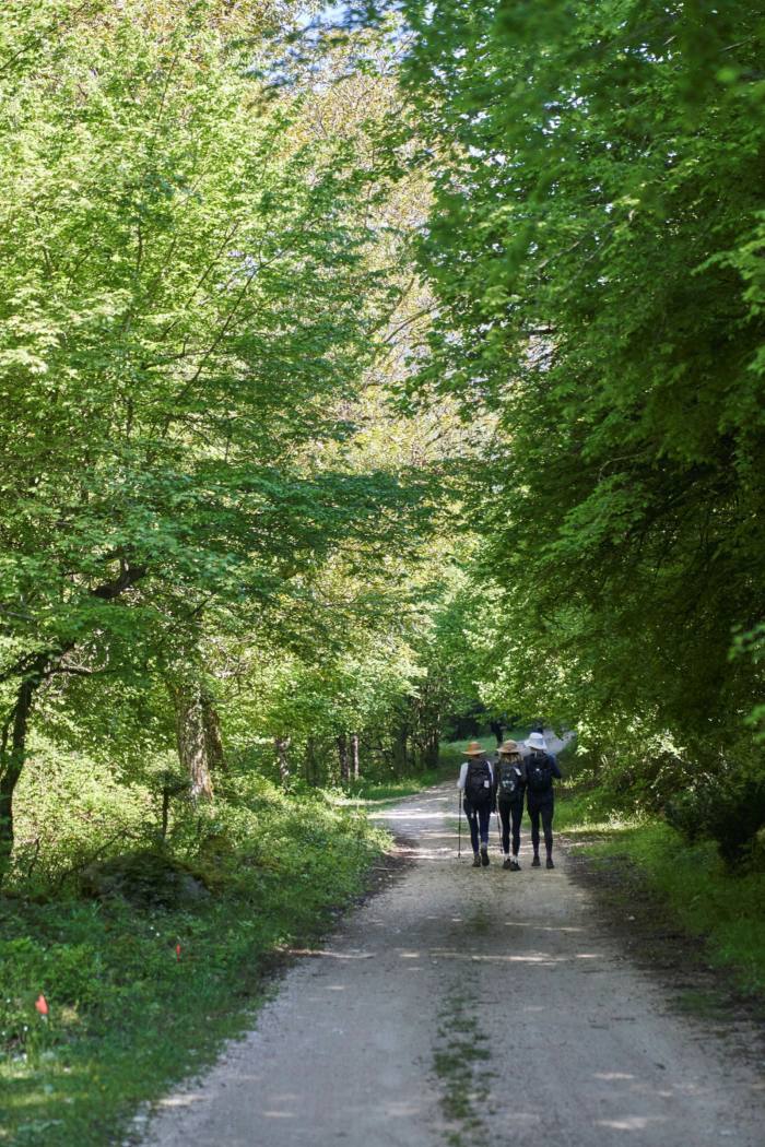 Hikers walking along a path shaded by trees