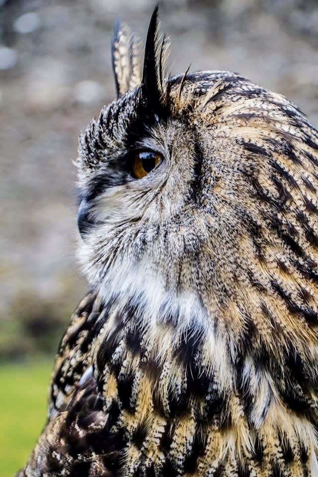 A European eagle owl at Dunrobin Castle
