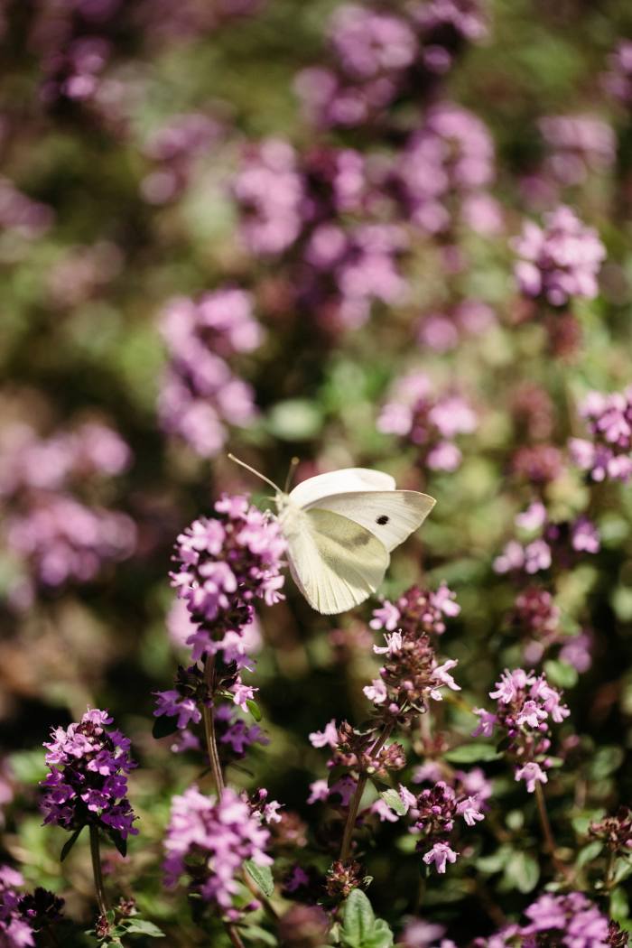 A butterfly alights on the flowering thyme in the Lanserhof garden