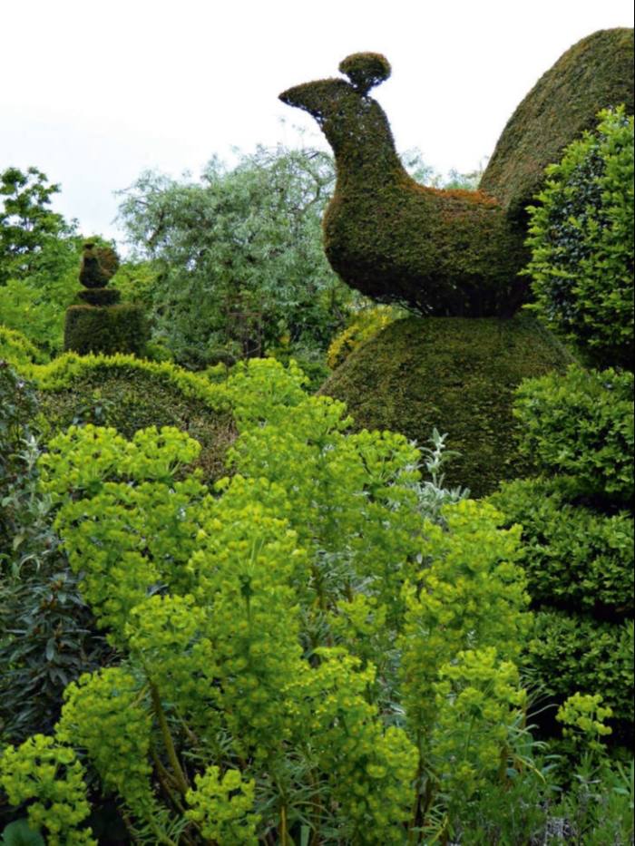 Peacocks in Charlotte Molesworth’s topiary garden in Benenden, Kent