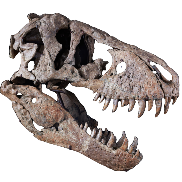  Tengkorak T-rex dijual oleh Sotheby dengan harga $6.1 juta pada 2022