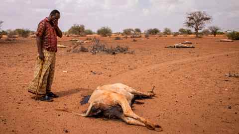 Seekor lembu mati terletak di atas tanah berhampiran kampung Eyrib di daerah Wajir, timur laut Kenya