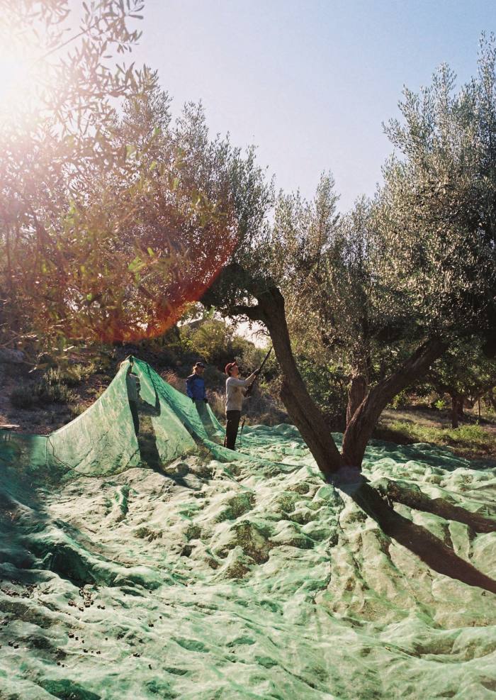 Harvesting the olives