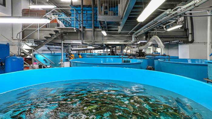 Indoor fish farming at Blue Ocean Aquaculture Technology’s factory in Singapore