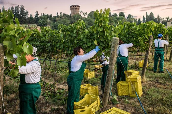 A Chardonnay harvest at an Antinori vineyard in Italy