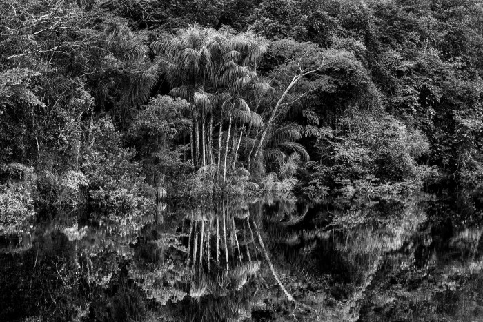 Árboles reflejados en el río Jaú, estado de Amazonas, Brasil, 2019