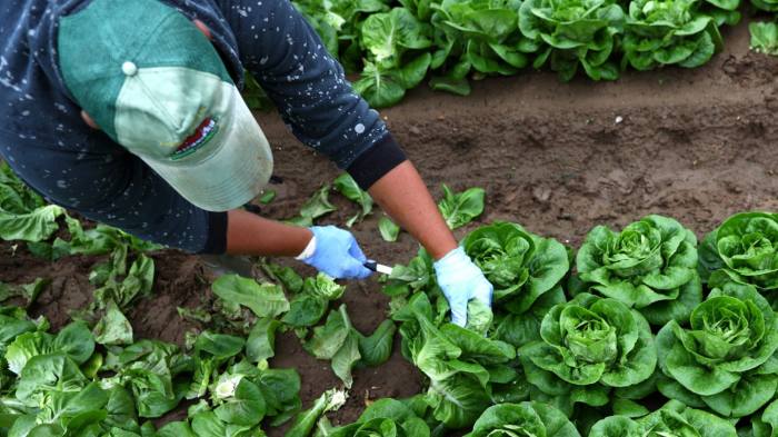A seasonal migrant worker bends over to harvest lettuce on a farm in Kent, UK 